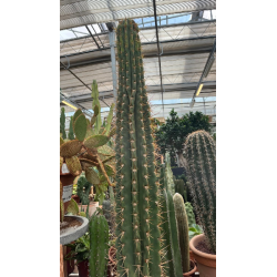 TRICHOCEREUS TERSCHECKII V.35