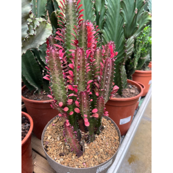 EUPHORBIA TRIGONA RUBRA V.25