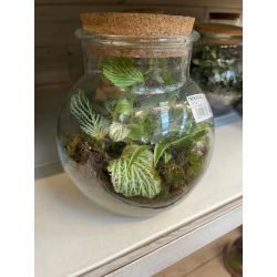 TERRARIUM H. 21,5 L. 20 CM