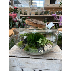 TERRARIUM MIMMA 001