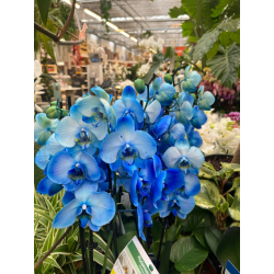 PHALAENOPSIS BLU 2RAMI V12