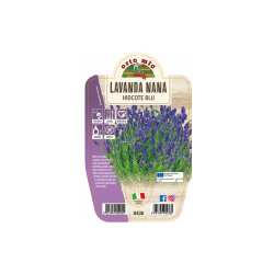 LAVANDA NANA HYDECOTE BLUE...