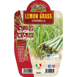 LEMON GRASS - CITRONELLA V.14