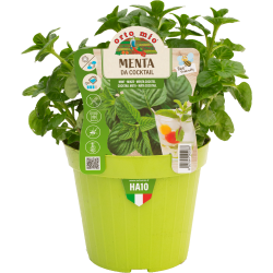 MENTA DA COCKTAIL V.14