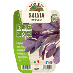 SALVIA PURPUREA V.14