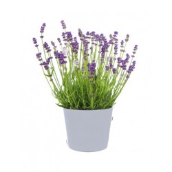 LAVANDA V.14