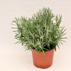 LAVANDA ANGUSTIFOLIA V.18