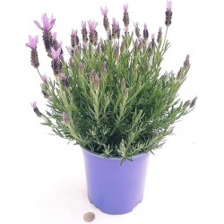 LAVANDULA STOECHAS V.17