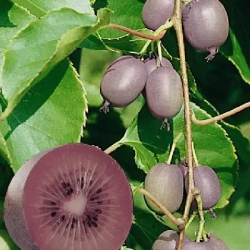 ACTINIDIA ARGUTA KEN'S RED...