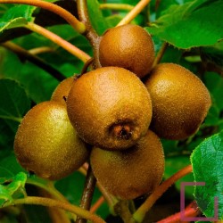 ACTINIDIA MINKIGOLD...