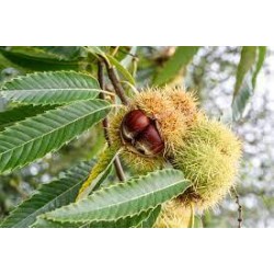 CASTANEA SATIVA (CASTAGNO)