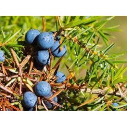 JUNIPERUS (GINEPRO) MIX V.18