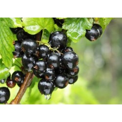 RIBES NERO V.17