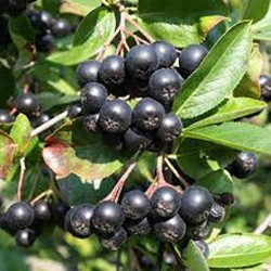 ARONIA  (ARONIA...