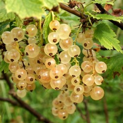 RIBES BIANCO (WERDAVIA) V.17