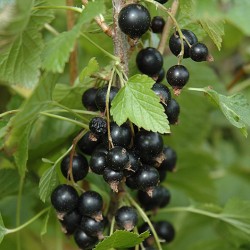 RIBES NERO V.12