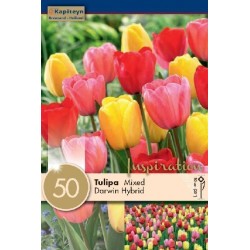 NETLON BAG TULIP DARWIN...