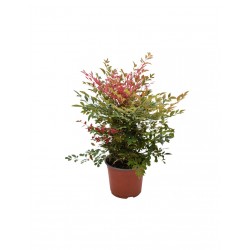 NANDINA DOMESTICA V.17