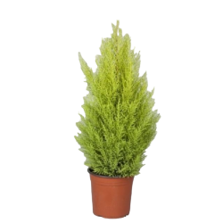 CUPRESSUS GOLDCRESTWILMA V.21