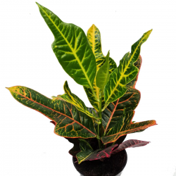 CODIAEUM CROTON EXCELLENT V.17