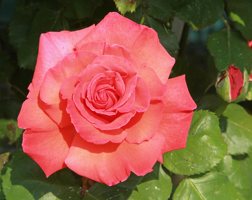 Rose, i segreti per avere fiori splendidi