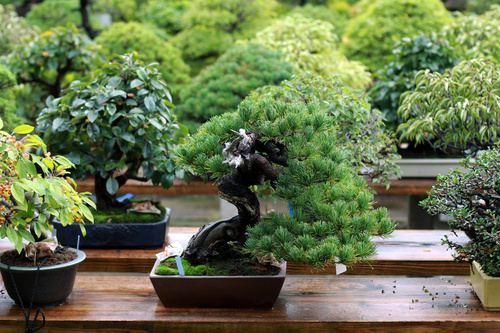 Bonsai a Euroflora: dove sono, dove trovare le piante in miniatura