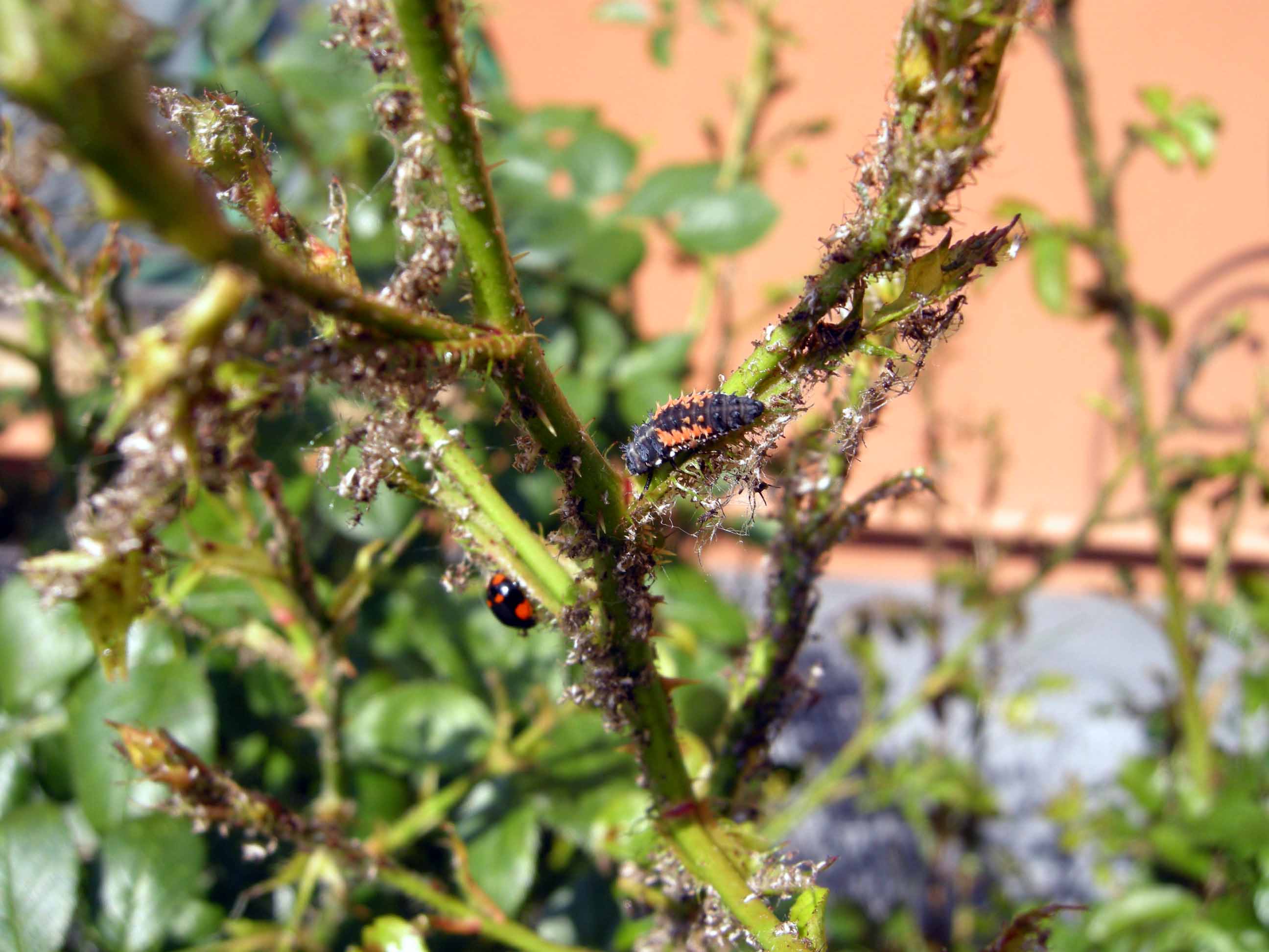 Coccinelle contro gli afidi