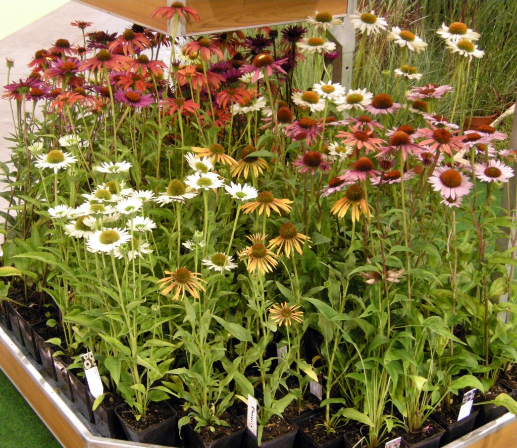 Echinacea, difese a 1.000