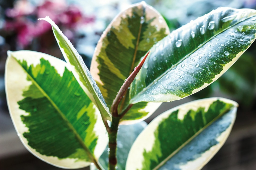 Il verde indoor per respirare meglio.