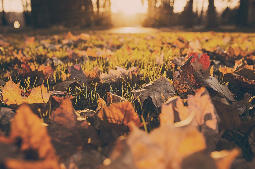 Cura del prato in autunno e inverno.