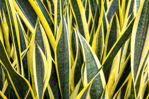 Sansevieria.