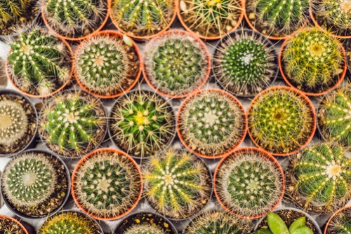 Vasi e inerti nella coltivazione dei cactus: si possono riciclare?