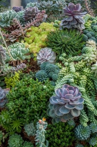 Dry Gardening, le piante che non hanno sete.