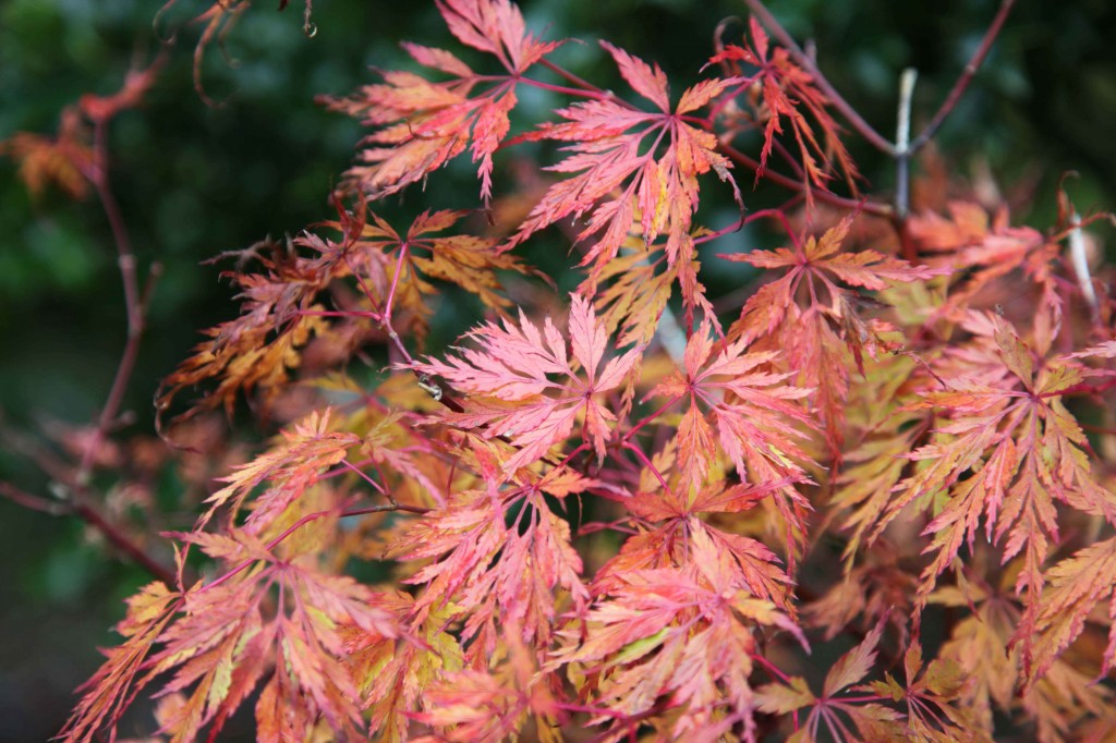 5 fogliami strepitosi in autunno