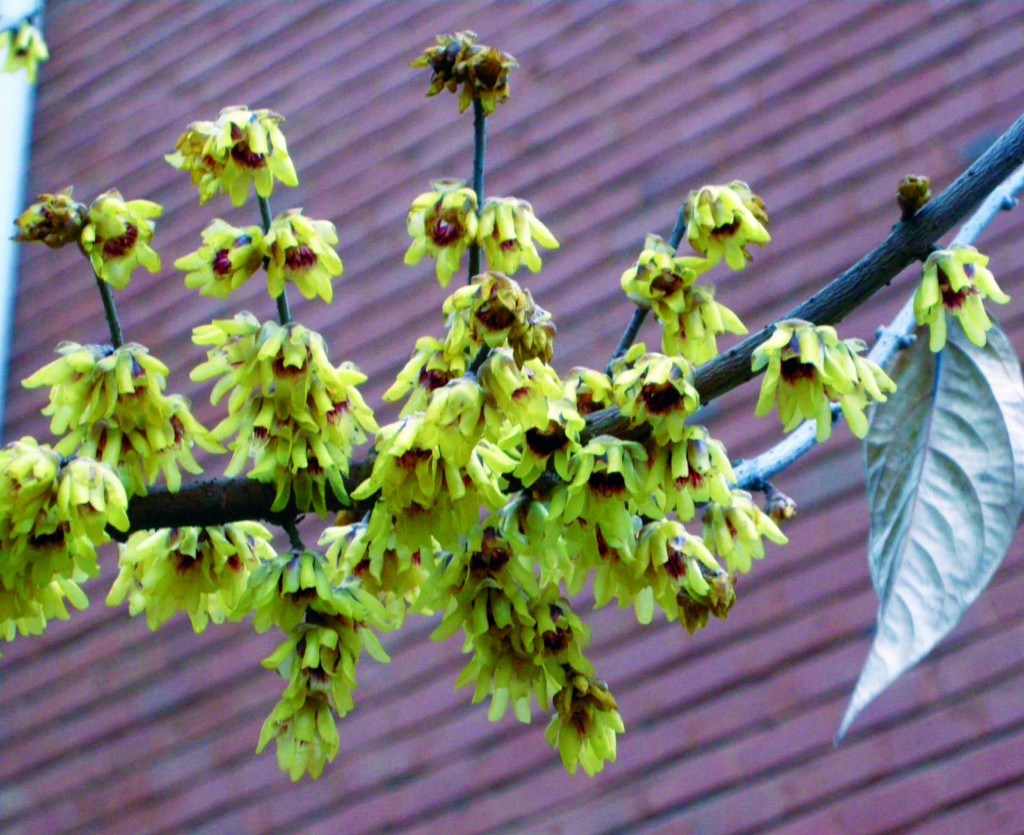 5 arbusti in fiore d’inverno